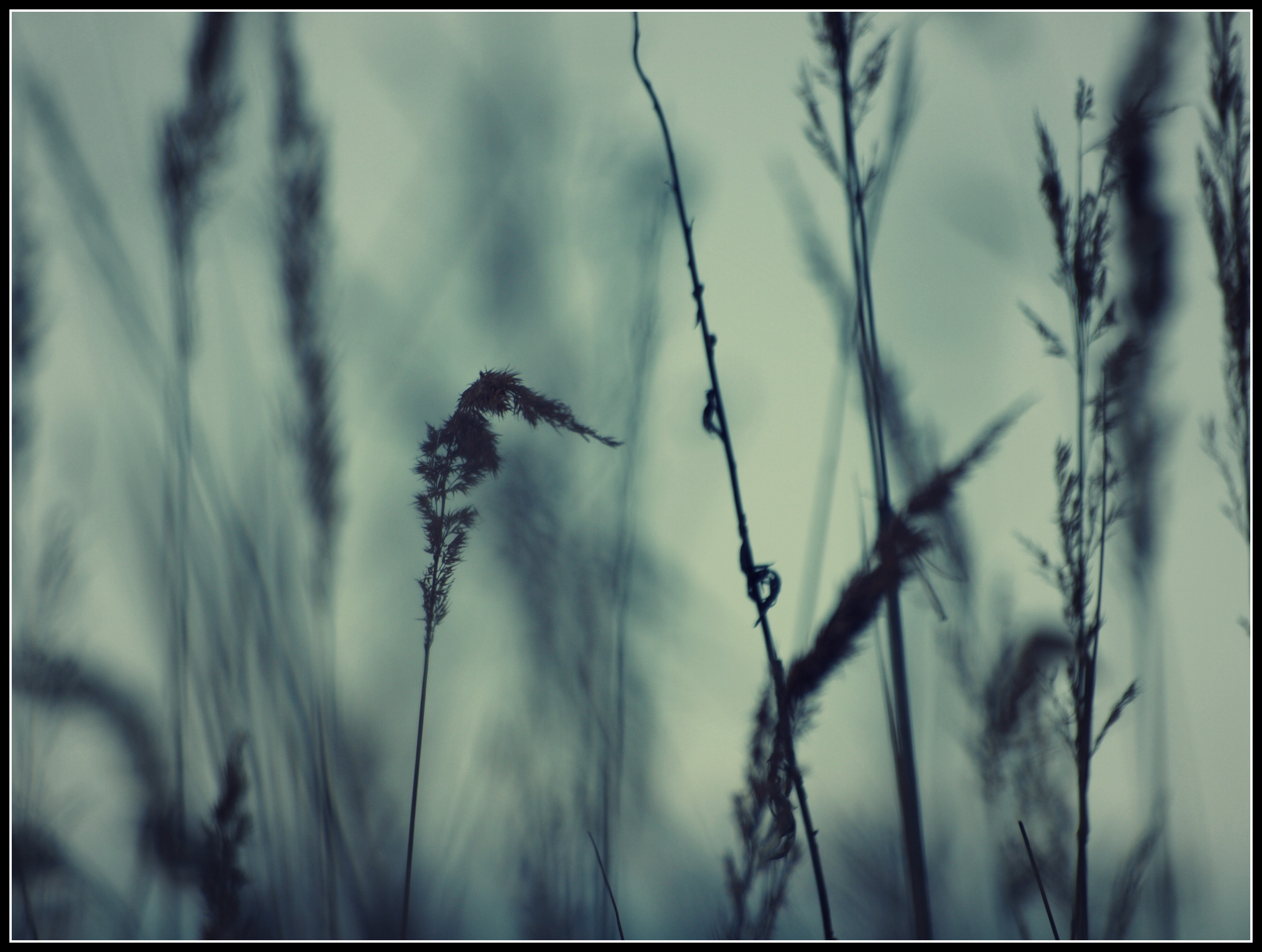 trava_3.